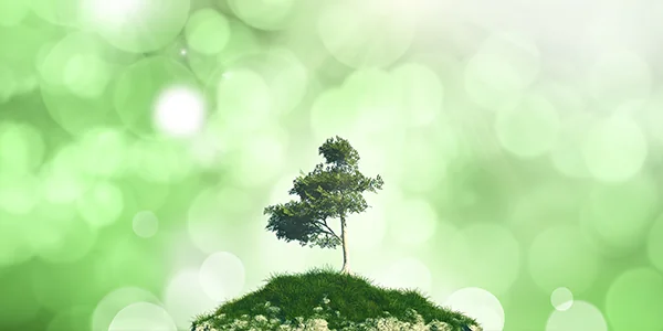 Sfondo verde con un piccolo albero che simboleggia l'uso da parte di WHFrontend di poliestere riciclato e tessuti privi di PFC per la produzione sostenibile di abbigliamento outdoor.